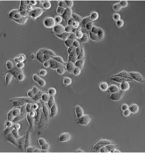Microscope Primo Vert Trinoculaire - Pack complet - Zeiss